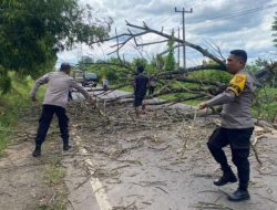 Polsek Lubuk Batang Bersama Warga Evakuasi Pohon Tumbang Di Tengah Jalan