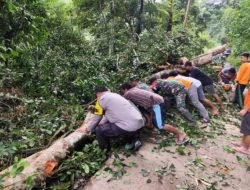 Bersama Babinsa Dibantu Warga Sekitar Bersihkan Akses Jalan Yang Di Akibatkan pohon Tumbang.