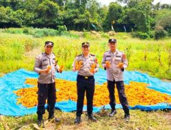 Panen Jagung Kuartal I 2026, Kapolsek Semidang Aji: Wujud Nyata Dukungan Ketahanan Pangan Nasional