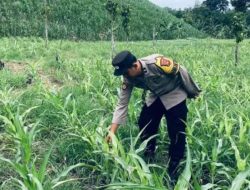 Bhabinkamtibmas Polsek Lengkiti Pantau Perkembangan Tanaman Jagung Dukung Ketahanan Pangan
