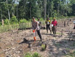 Dukung Program Ketahanan Pangan, Polsek Semidang Aji Tanam Jagung Serentak Kuartal II 2026.